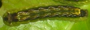 Pseudodipsas cephenes - Final Larvae